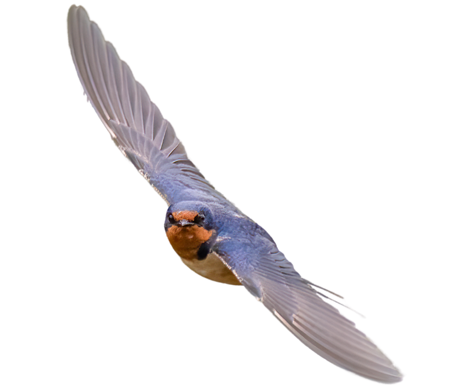Barn Swallow by Dave Read