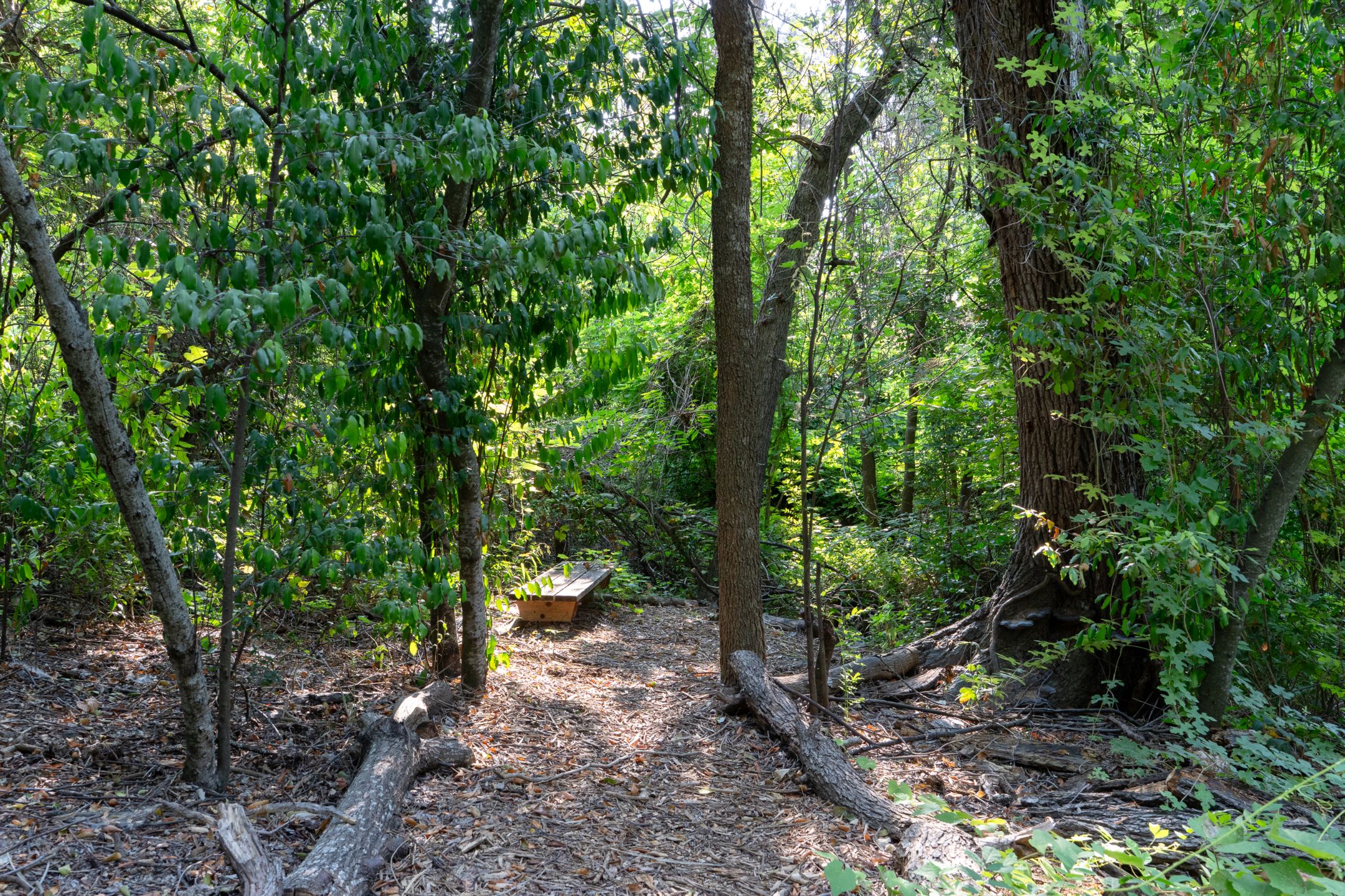 Richard Moya Park