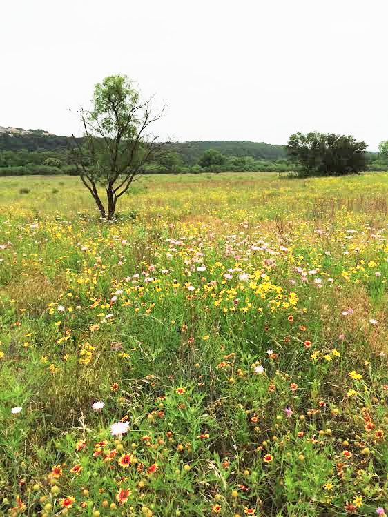 CommonsFordPrairie2Facebook.png