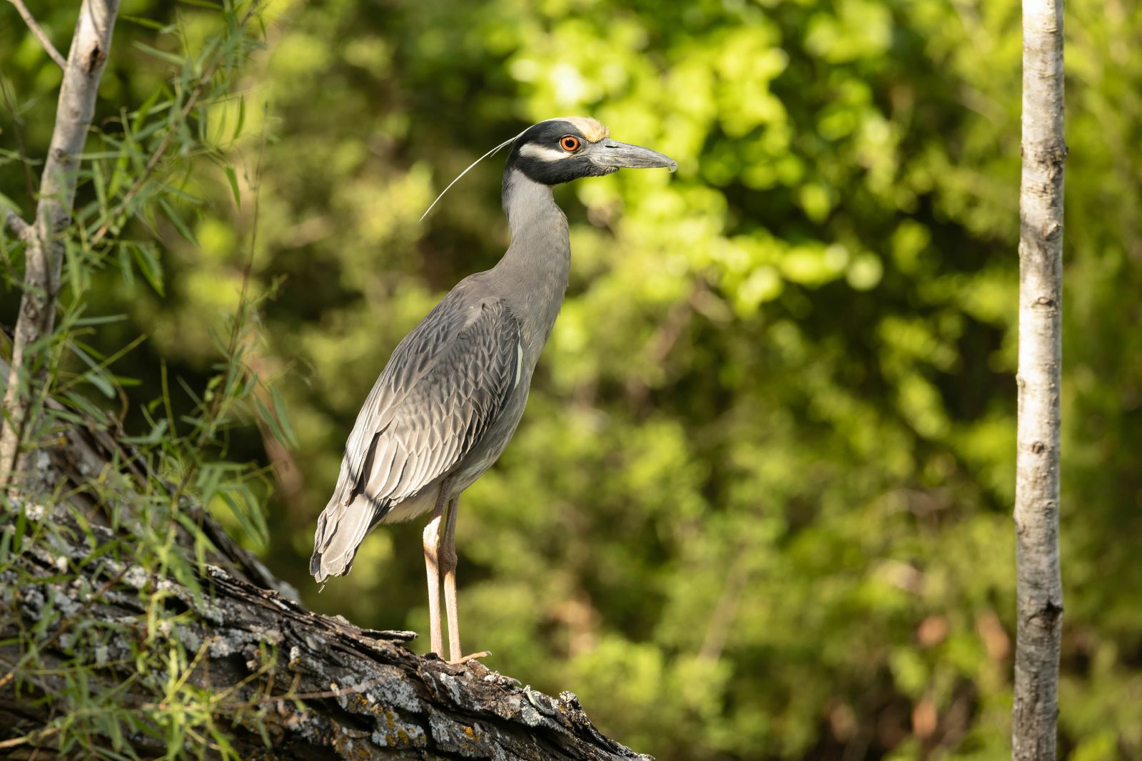 Yellow-crowned Night Heron by Rich Kostecke