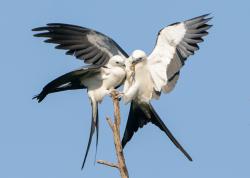 Fundraising Page Image