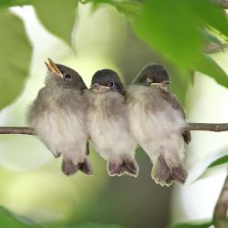 Fundraising Page Image