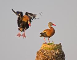 Fundraising Page Image