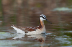 Fundraising Page Image