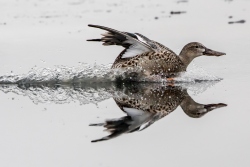 Fundraising Page Image