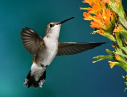 Fundraising Page Image